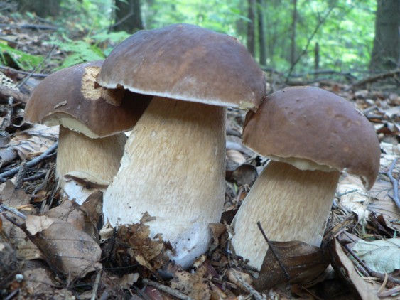 hríb smrekový Boletus edulis Bull.