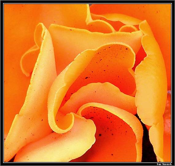 tanierovka oranžová Aleuria Aurantia (Pers.) Fuckel