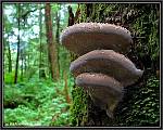 larch polypore ?
