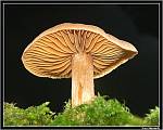 zabry