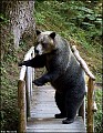 "Lesni pruvodce" ))))