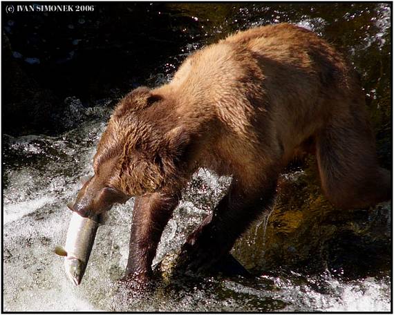 "Inhalovany losos". Ursus arctos horribilis.