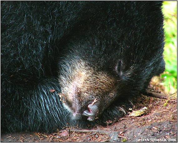"V risi snu 2". Ursus americanus