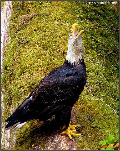 "Volani divociny". Haliaeetus  leucocephalus