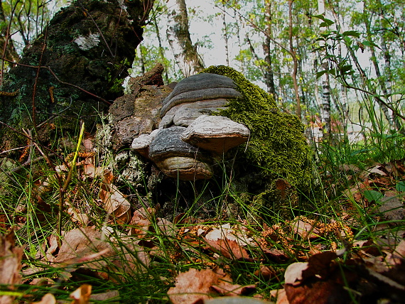 práchnovec kopytovitý Fomes fomentarius (L.) J.J. Kickx