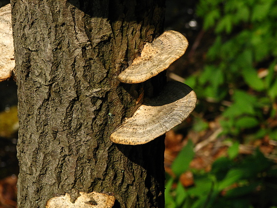 sieťkovček červenkastý Daedaleopsis confragosa (Bolton) J. Schröt.