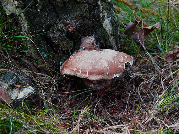 brezovník obyčajný Fomitopsis betulina (Bull.) B.K. Cui, M.L. Han & Y.C. Dai