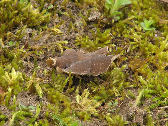 chriapač sosnový Dissingia leucomelaena (Pers.) K. Hansen & X.H. Wang