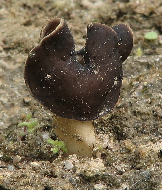 chriapač pieskomilný Helvella leucopus Pers.