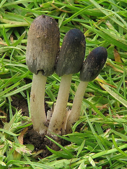 hnojník Coprinus sp.