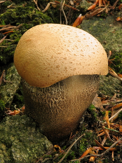 kozák Leccinum sp.