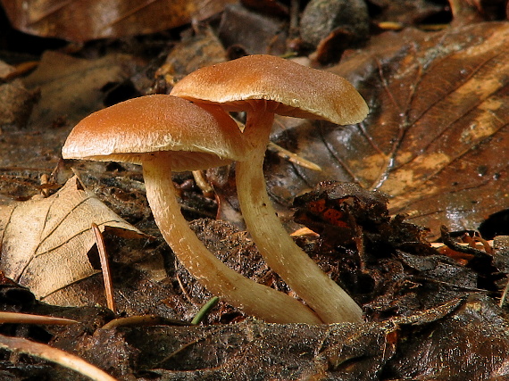 smeťovka Tubaria sp.