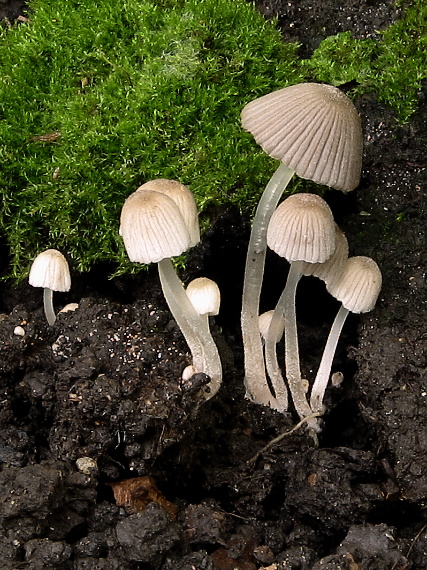 hnojník rozsiaty Coprinellus disseminatus (Pers.) J.E. Lange