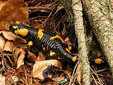 salamandra škvrnitá