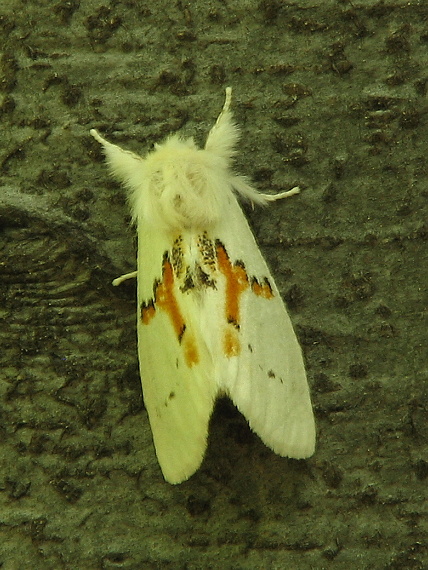 chochlatka dvojfarebná Leucodonta bicoloria (Denis & Schiffermüller, 1775)