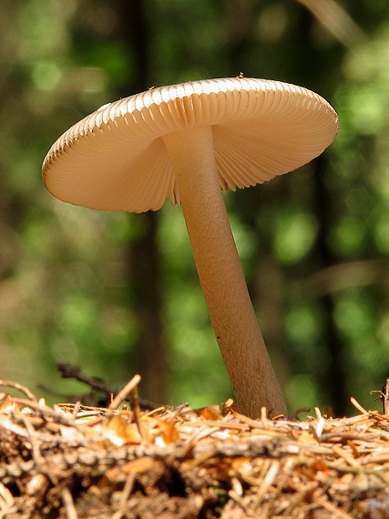 muchotrávka pošvatá Amanita vaginata (Bull.) Lam.