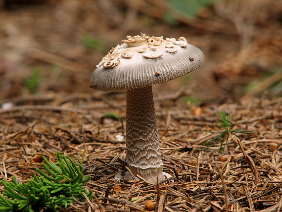 muchotrávka pošvatá Amanita vaginata (Bull.) Lam.