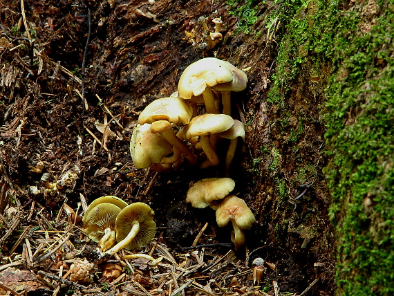 strapcovka Hypholoma sp.