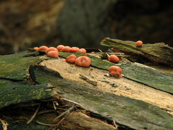 vlčinka červená Lycogala epidendrum (J.C. Buxb. ex L.) Fr.
