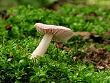 prilbička reďkovková