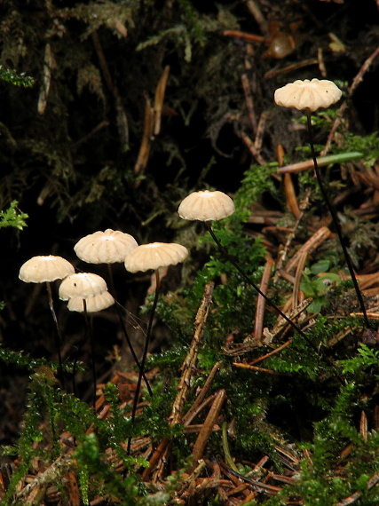 tanečnica golieriková Marasmius rotula (Scop.) Fr.