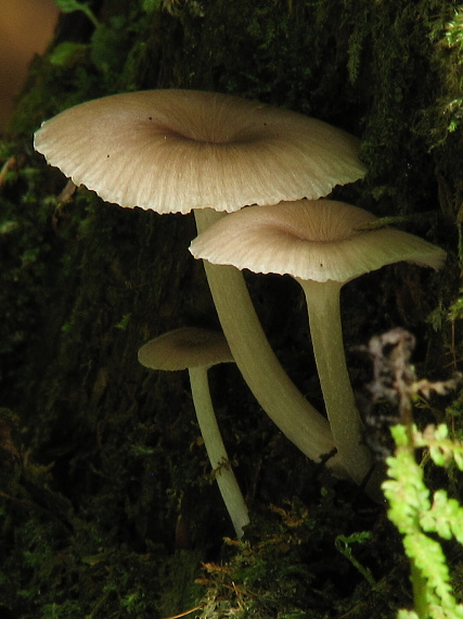 kalichovka Omphalina sp.