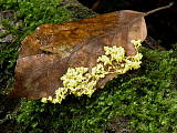 leskloplodka