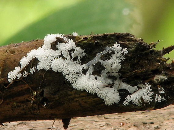 rohačka kríčkovitá Ceratiomyxa fruticulosa var. fruticulosa (O.F. Müll.) T. Macbr