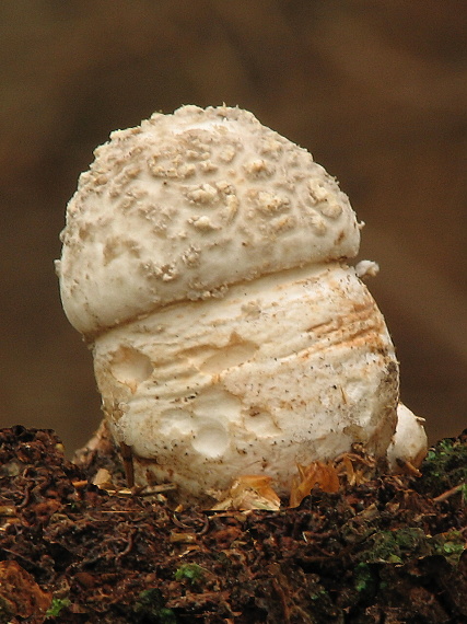 muchotrávka Amanita sp.