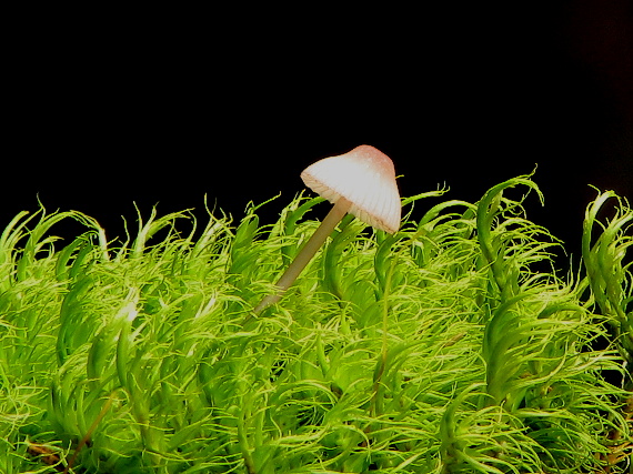 prilbička Mycena sp.
