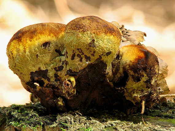 hnedák Schweinitzov Phaeolus schweinitzii (Fr.) Pat.