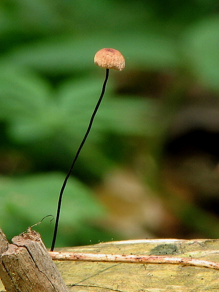 Tanečnica čiernohlúbiková Gymnopus androsaceus (L.) Della Maggiora & Trassinelli