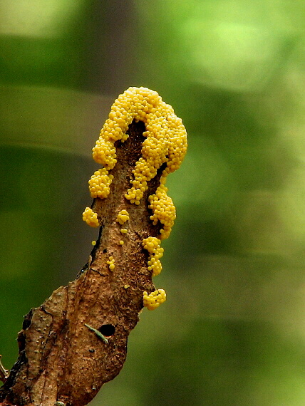 leskloplodka Leocarpus sp.