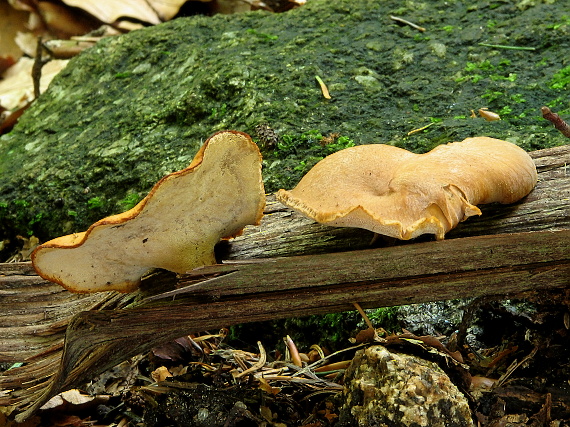 trúdnik premenlivý Cerioporus varius (Pers.) Zmitr. & Kovalenko