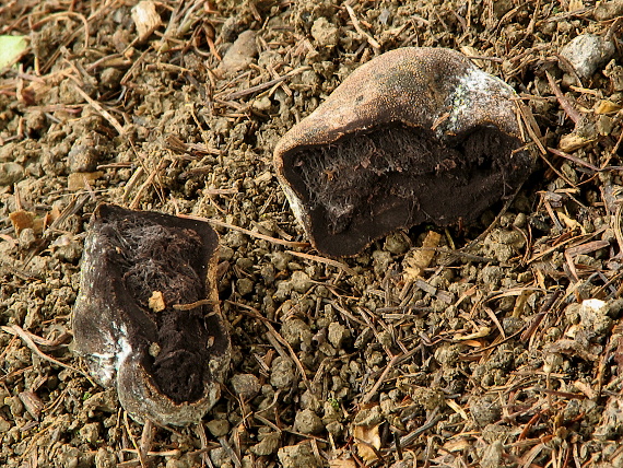 srnka Elaphomyces sp.
