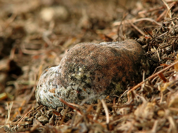 srnka Elaphomyces sp.