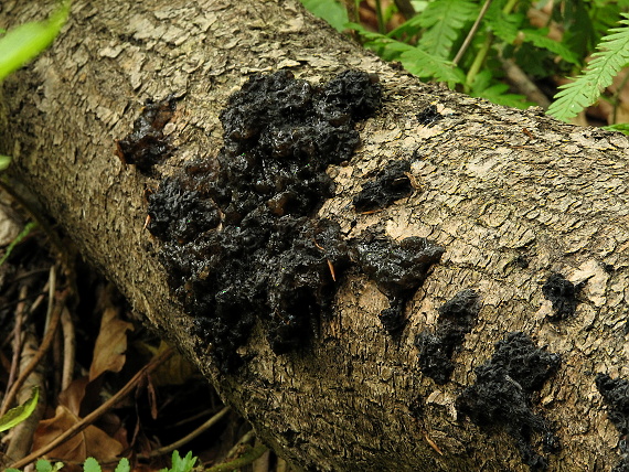 tmavorôsolovec Exidia sp.