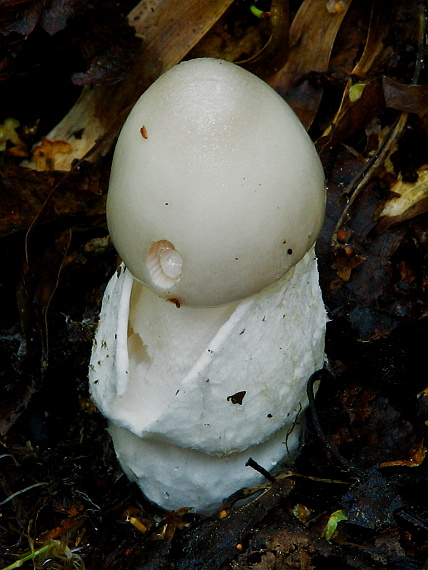 muchotrávka umbrovožltá Amanita battarrae (Boud.) Bon
