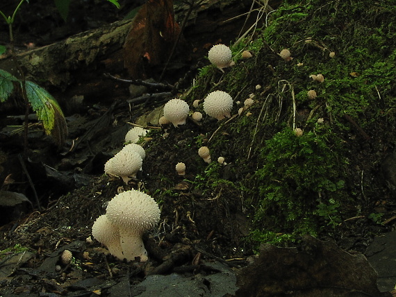 prášnica bradavičnatá Lycoperdon perlatum Pers.