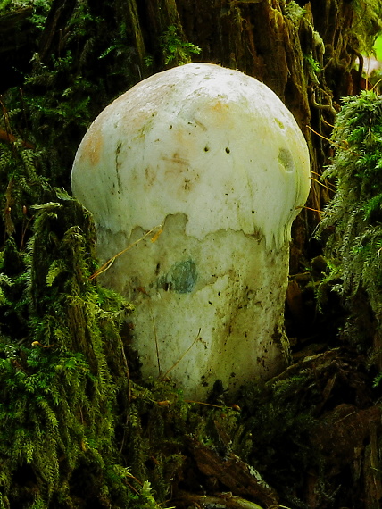 kozák Leccinum sp.