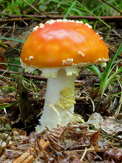 muchotrávka červená Amanita muscaria (L.) Lam.
