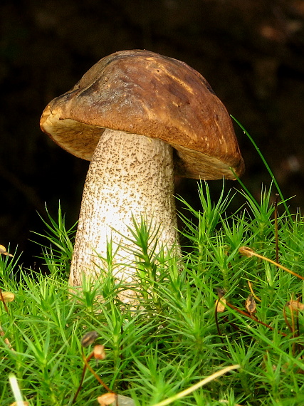 kozák Leccinum sp.