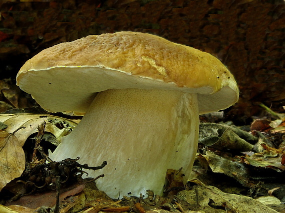 hríb smrekový Boletus edulis Bull.