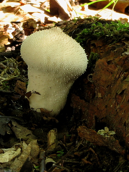 prášnica bradavičnatá Lycoperdon perlatum Pers.
