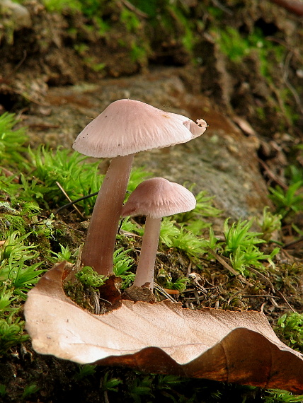 prilbička ružovkastá Mycena rosea Gramberg