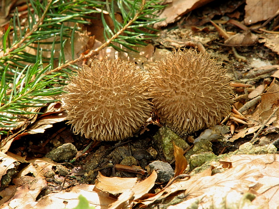 prášnica pichliačová Lycoperdon echinatum Pers.