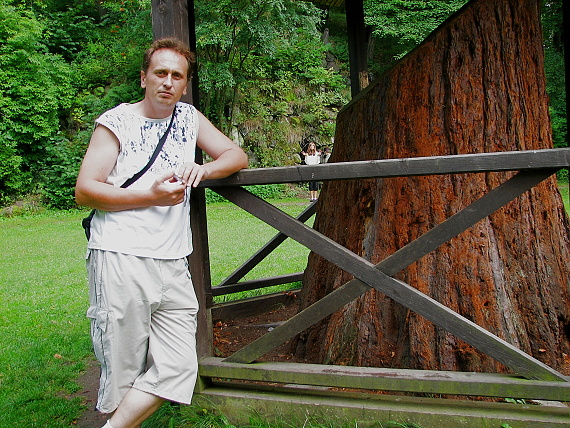 sekvojovec mamutí (sekvoja mamutia) Sequoiadendron giganteum (Lindl.) Buchholz