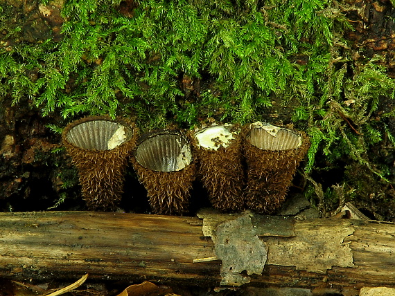 čiaškovec pásikavý Cyathus striatus (Huds.) Willd.