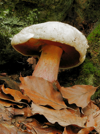 hríb satanský Boletus satanas Lenz