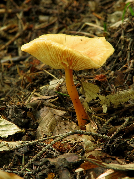 peniazovka Gymnopus sp.